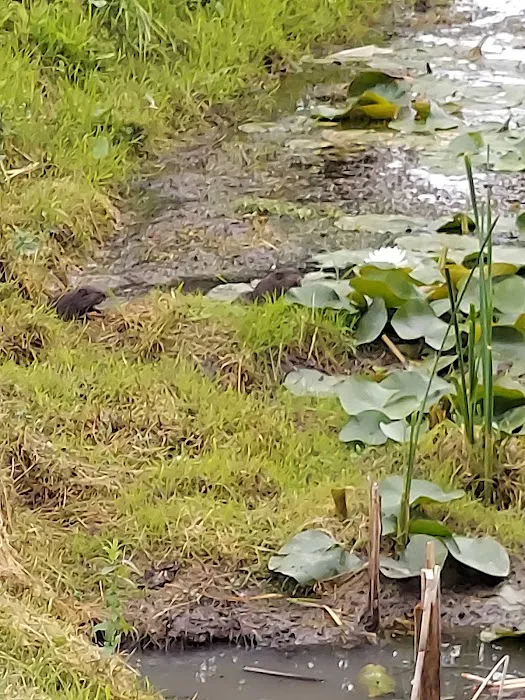 10 Acres Campground Picture 6