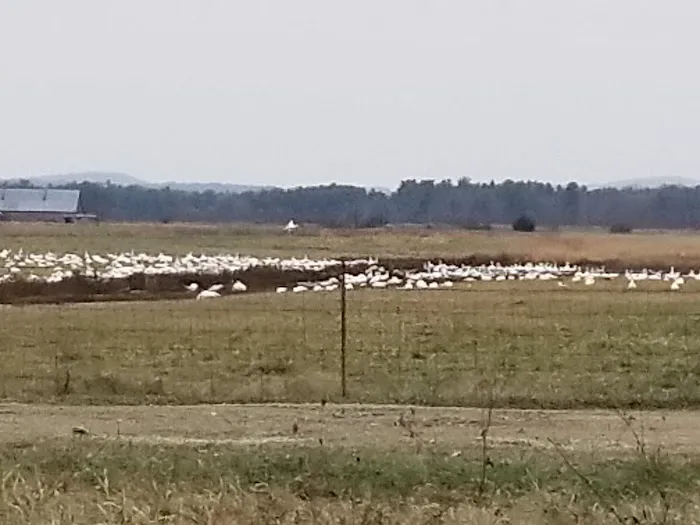 Sportsman Campground and Cottages Picture 5