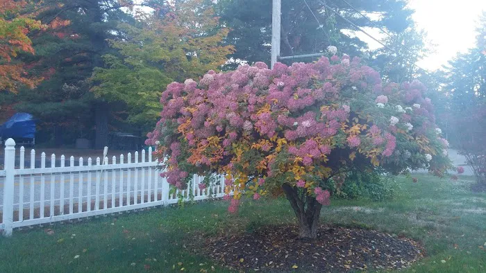 Edge of Woods Picture 6