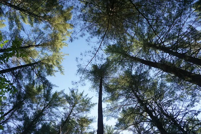 Sharp Bridge Campground Picture 6