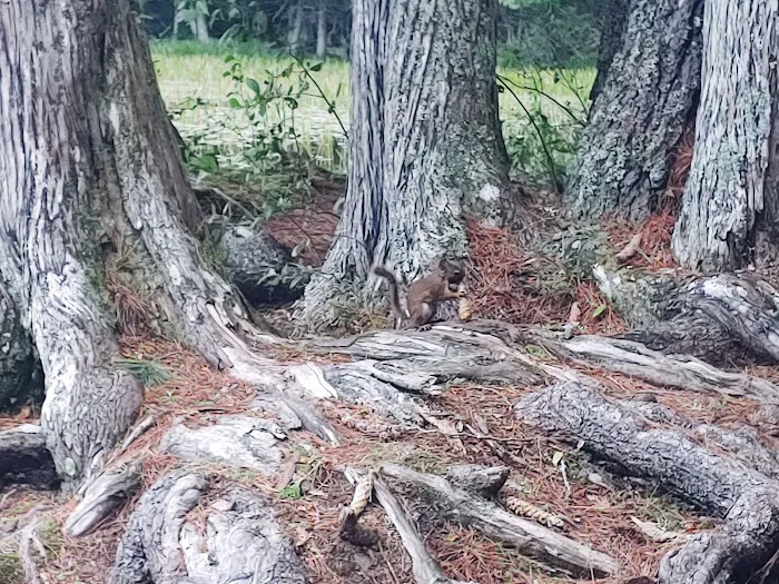 Saranac Lake Islands Campground - Campsite #44 Picture 2