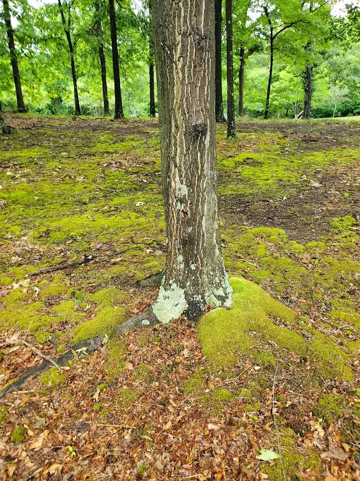 Seven Points Campground- Point Camp Loop Picture 3