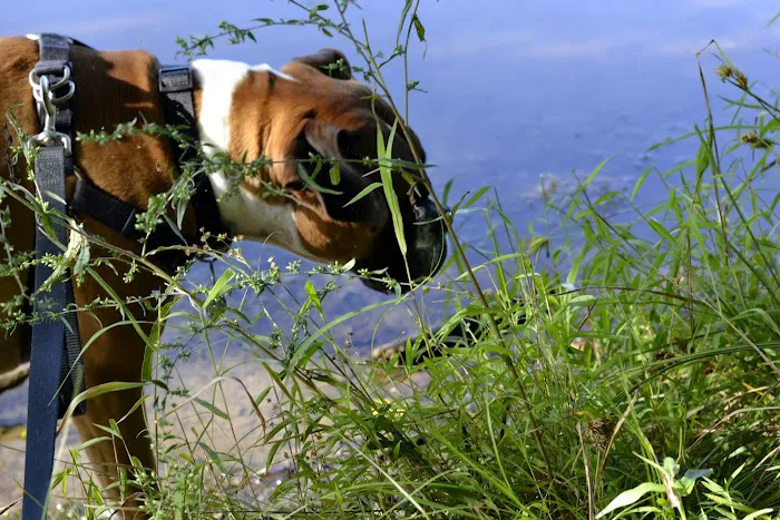 Crooked Run Campground Picture 8