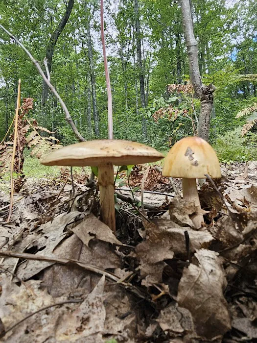 DuBois/Treasure Lake KOA Holiday Picture 6