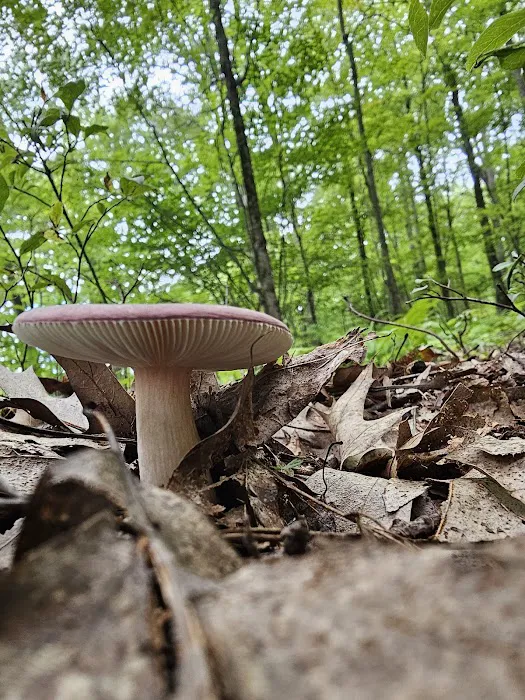 DuBois/Treasure Lake KOA Holiday Picture 7