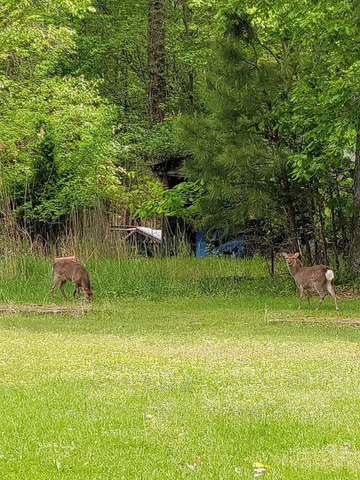 Taylors Island Family Campgrounds Picture 6