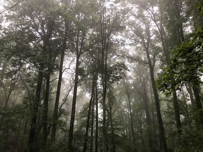 Rock Run Campground Picture 7