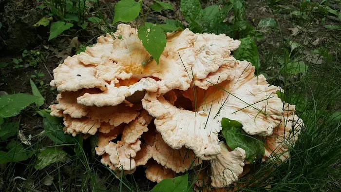 Horsepen Branch Hiker Biker Campsite Picture 6