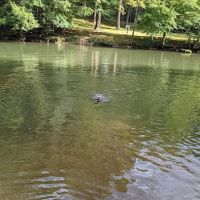 Camp Kaelber Mohan Run ico