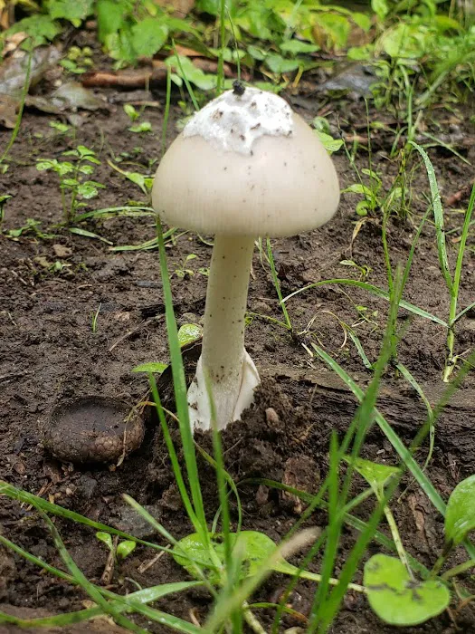 Tracy Ridge Campground Picture 1