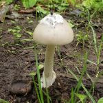 Tracy Ridge Campground