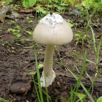 Tracy Ridge Campground ico