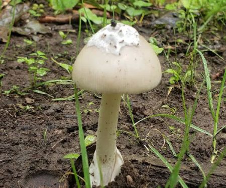 Tracy Ridge Campground