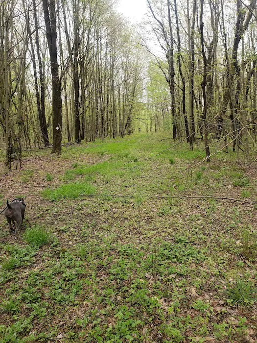 Tracy Ridge Campground Picture 3