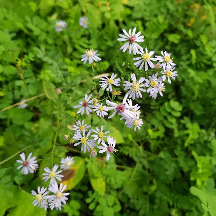 Tracy Ridge Campground Picture 6