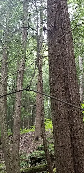 Pine Grove Campground Picture 5