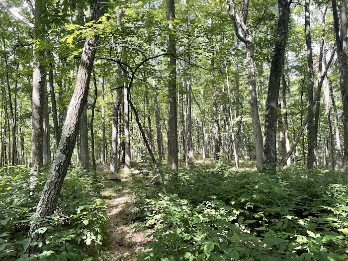 Handsome Lake Campground Picture 7