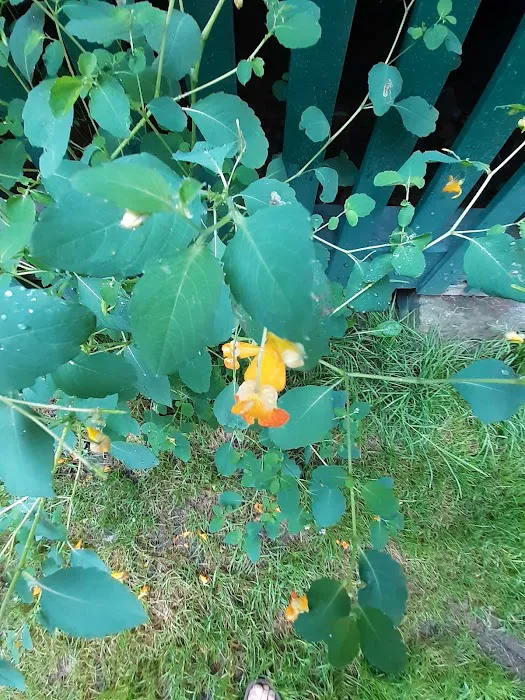 Hamlin Cabins Picture 5