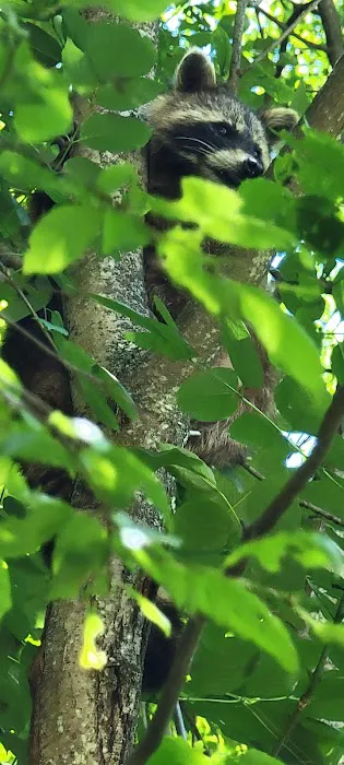 Hamlin Cabins Picture 6