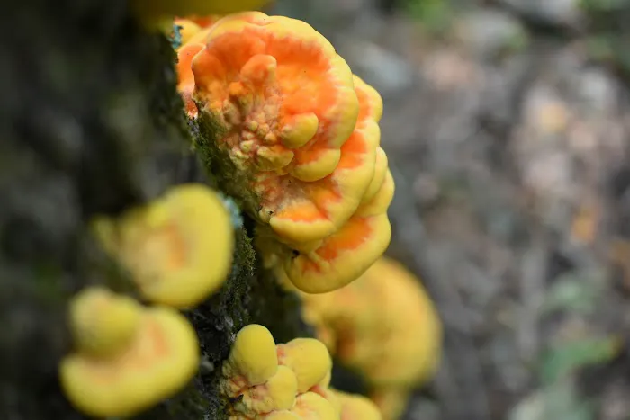 Brow Cabins, Allegany State Park Picture 3
