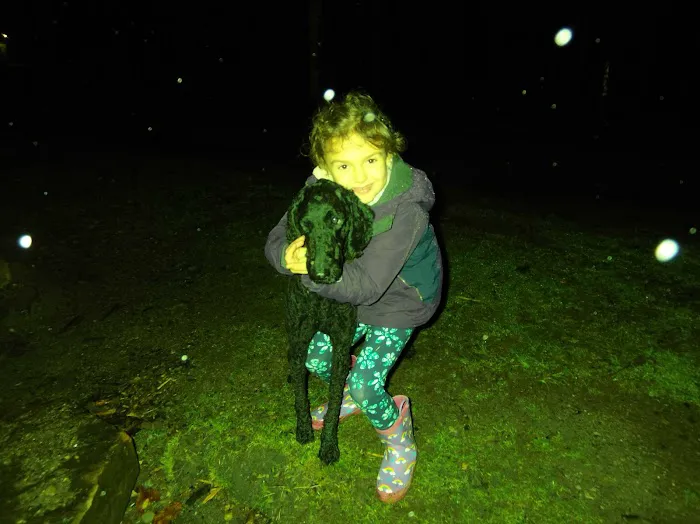 Diehl Cabins/Campsites, Allegany State Park Picture 10