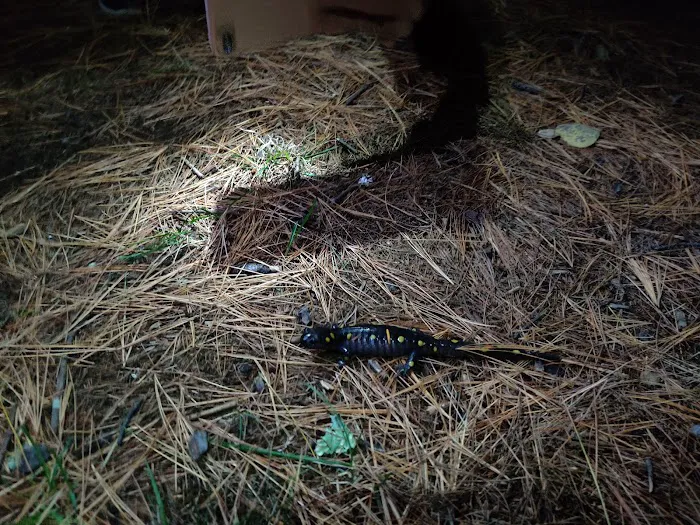 Magic Pines Family Campground Picture 6