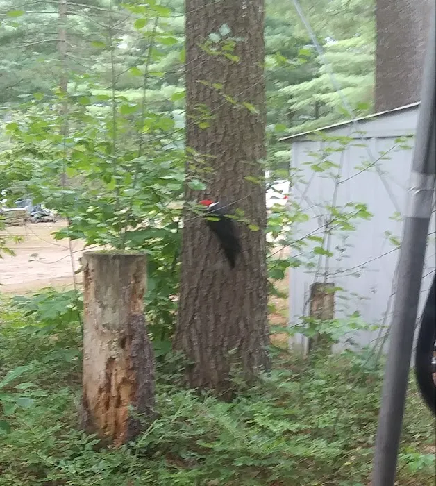 Twin Ponds Resort Campsite Picture 5