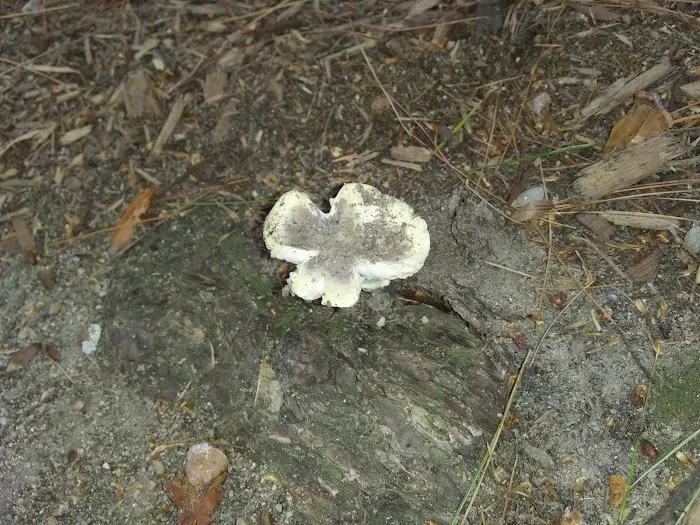 Twin Ponds Resort Campsite Picture 6