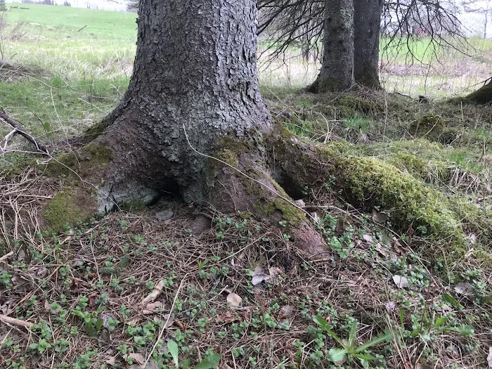 Vermont Freedom Campground Picture 8