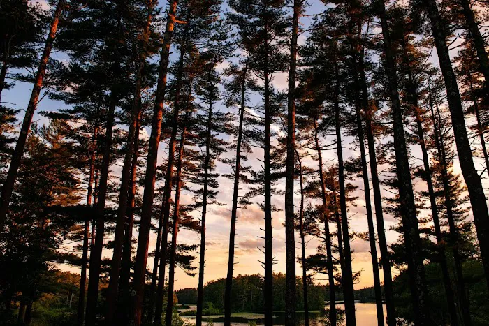 Pinewood Lodge Campground and Function Hall Picture 8