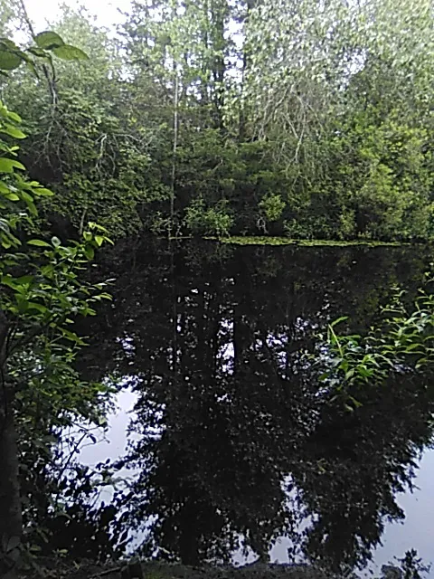 Pine Wood Way Campground Picture 2