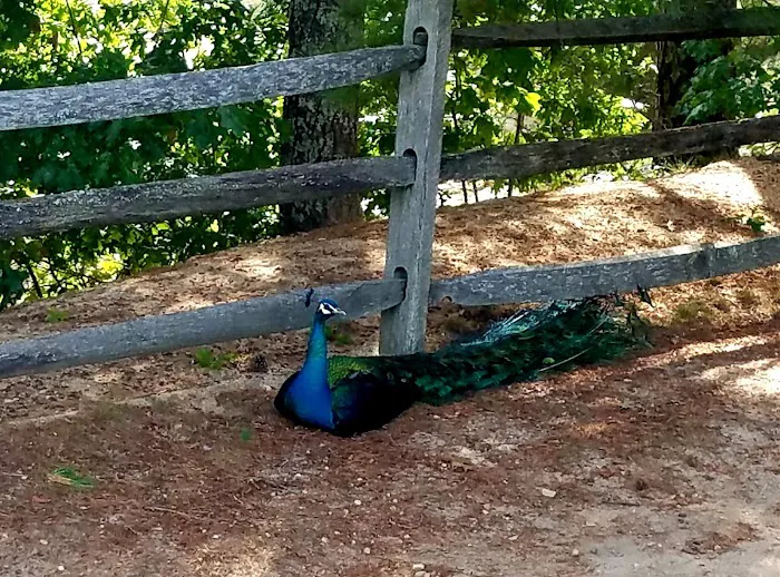 Ellis-Haven Campground Picture 9