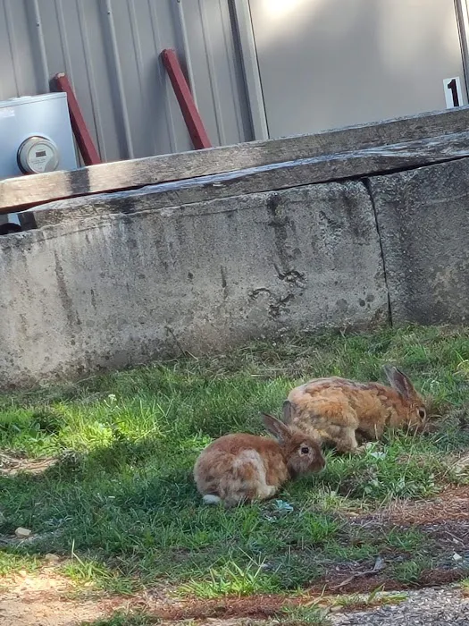 Ellis-Haven Campground Picture 7