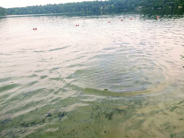 Curlew Pond campground Picture 3