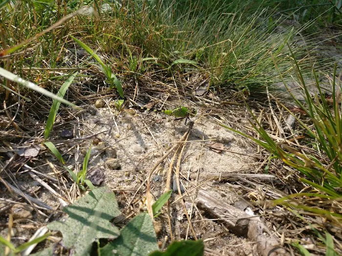 Curlew Pond campground Picture 2