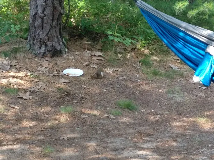 Curlew Pond campground Picture 4