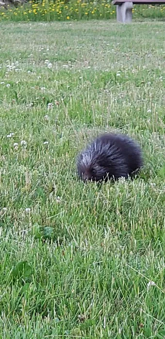 Camp Pride Picture 8