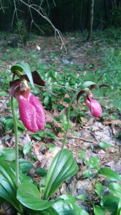 Owls Landing Campground Picture 1