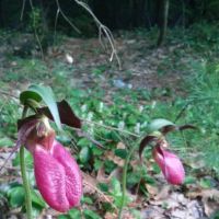 Owls Landing Campground ico