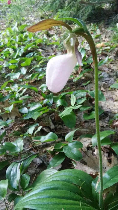 Owls Landing Campground Picture 4