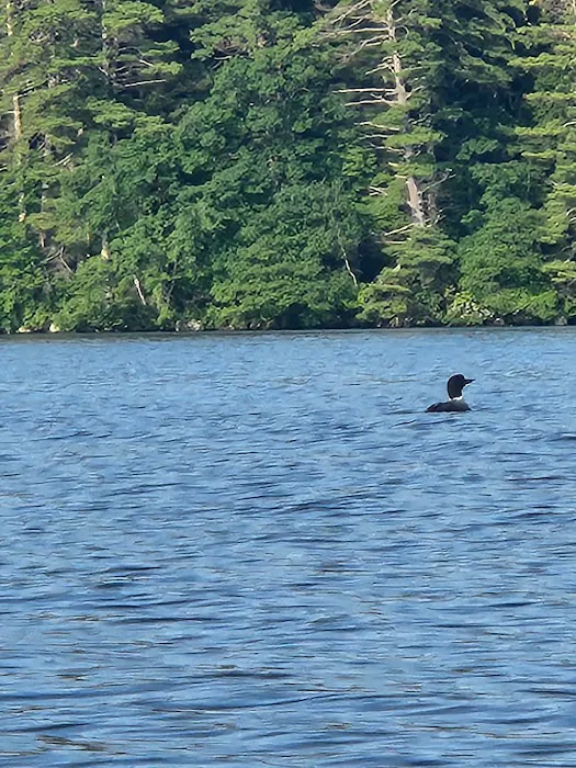 Squam Lakes Camp Resort Picture 1