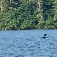 Squam Lakes Camp Resort ico