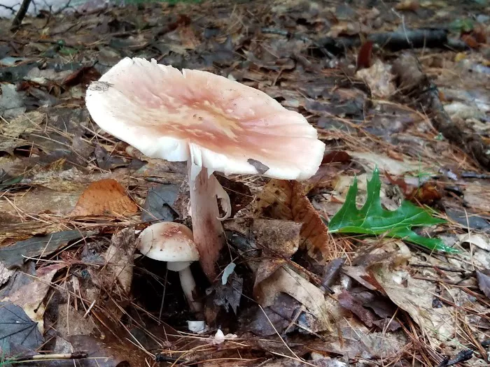 Squam Lakes Camp Resort Picture 8