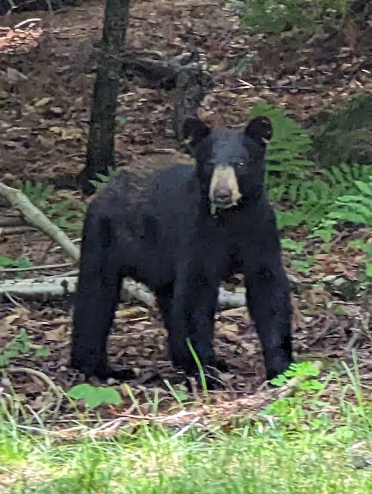 Tripoli camping Picture 1