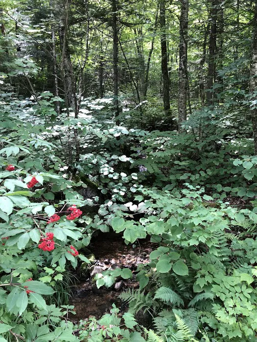 Tripoli Rd Camping Area Picture 7