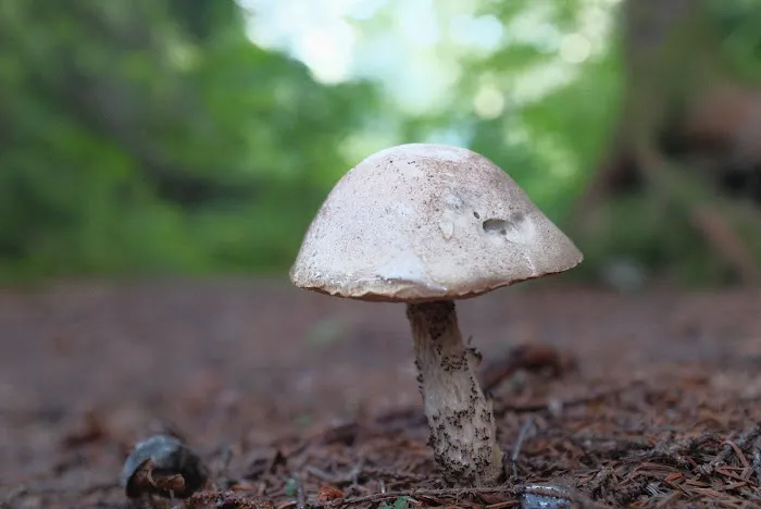 Tripoli Rd Camping Area Picture 2