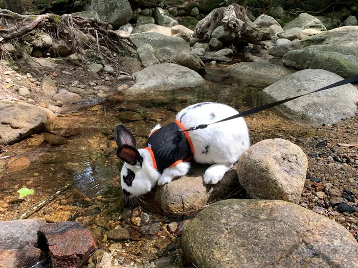 Tripoli Rd Camping Area Picture 8