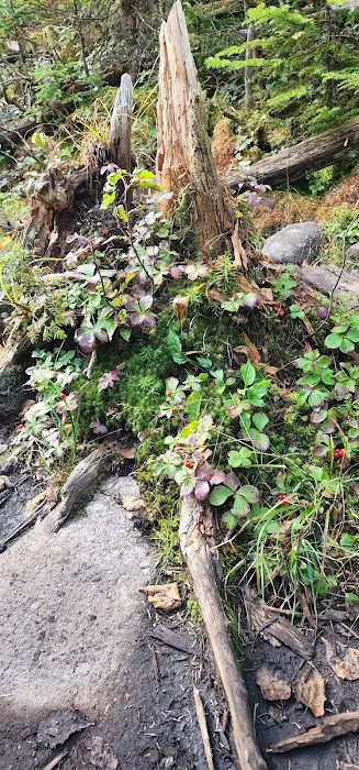 Uphill Leanto Picture 2