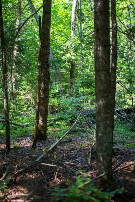 Lake Harris Picture 7