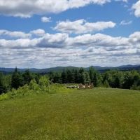 Ellea Pine Camps ico